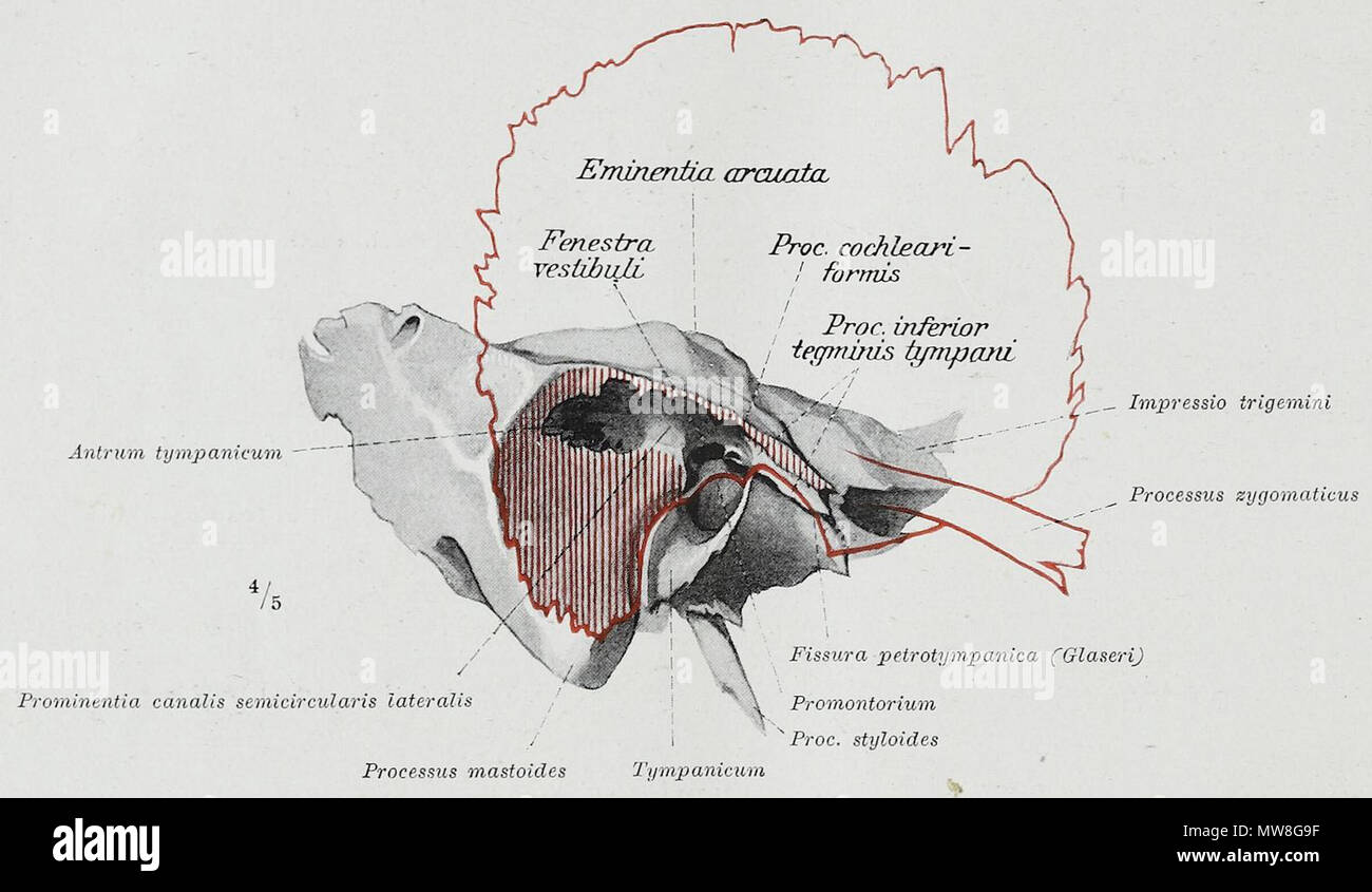 . Englisch: Eine anatomische Abbildung kann von der deutschen Ausgabe 1921 der Anatomie des Menschen: ein Lehrbuch für Studierende und Ärzte mit lateinischen Terminologie. 30 November 2013, 11:13:30. 97 Hermann Braus Braus 1921 342 Stockfoto