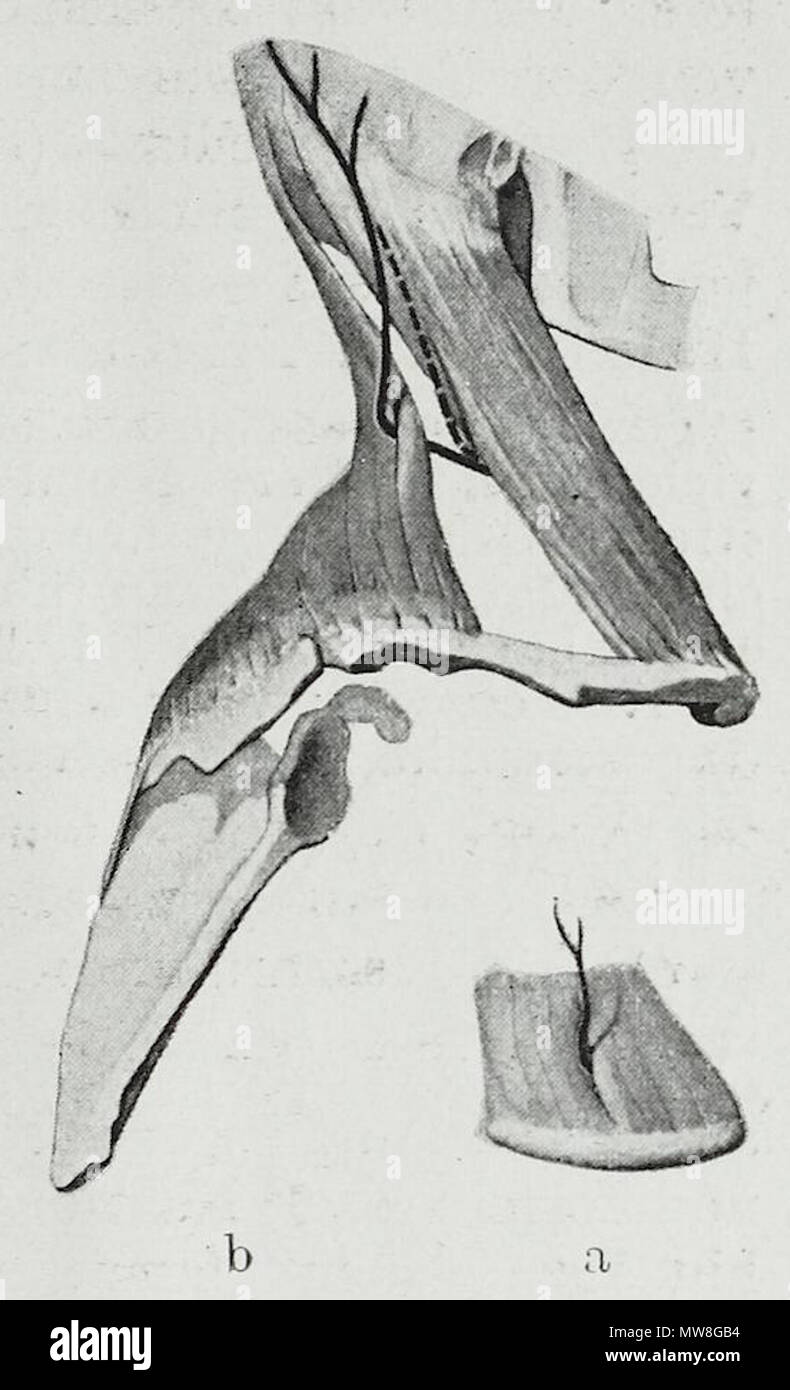 . Englisch: Eine anatomische Abbildung kann von der deutschen Ausgabe 1921 der Anatomie des Menschen: ein Lehrbuch für Studierende und Ärzte mit lateinischen Terminologie. 30 November 2013, 09:22:55. 97 Hermann Braus Braus 1921 368 Stockfoto