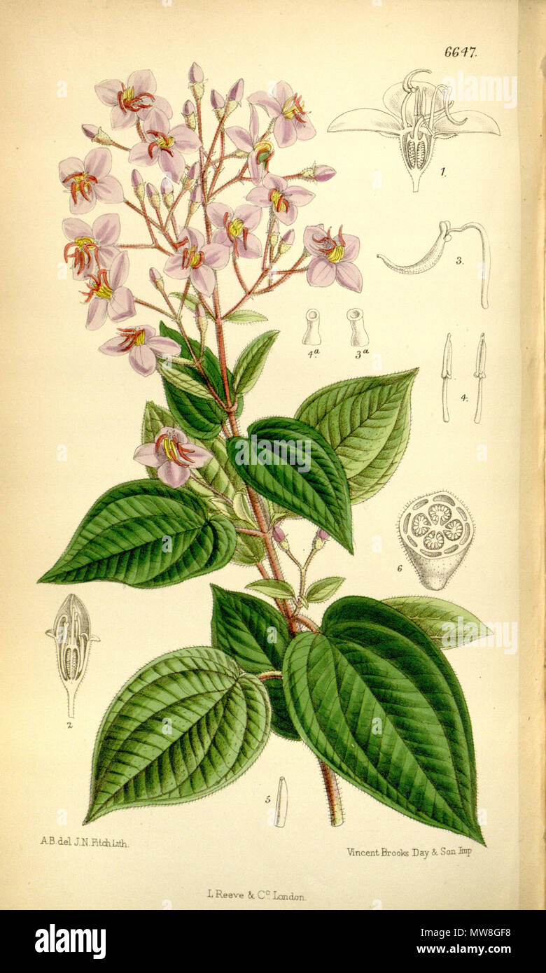. Bredia hirsuta, Melastomataceae. 1882. A.B.-Del., J. N. Fitch lith. 97 Bredia hirsuta 108-6647 Stockfoto