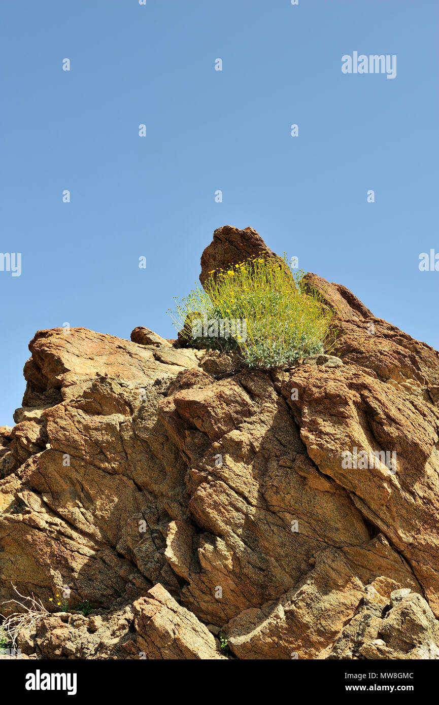 Red metamorphe Granite, Brittlebush, Incienso, Goldenhills, Encelia Farinosa, Glorietta Canyon, Anza-Borrego Desert State Park, CA 100327 35155 Stockfoto