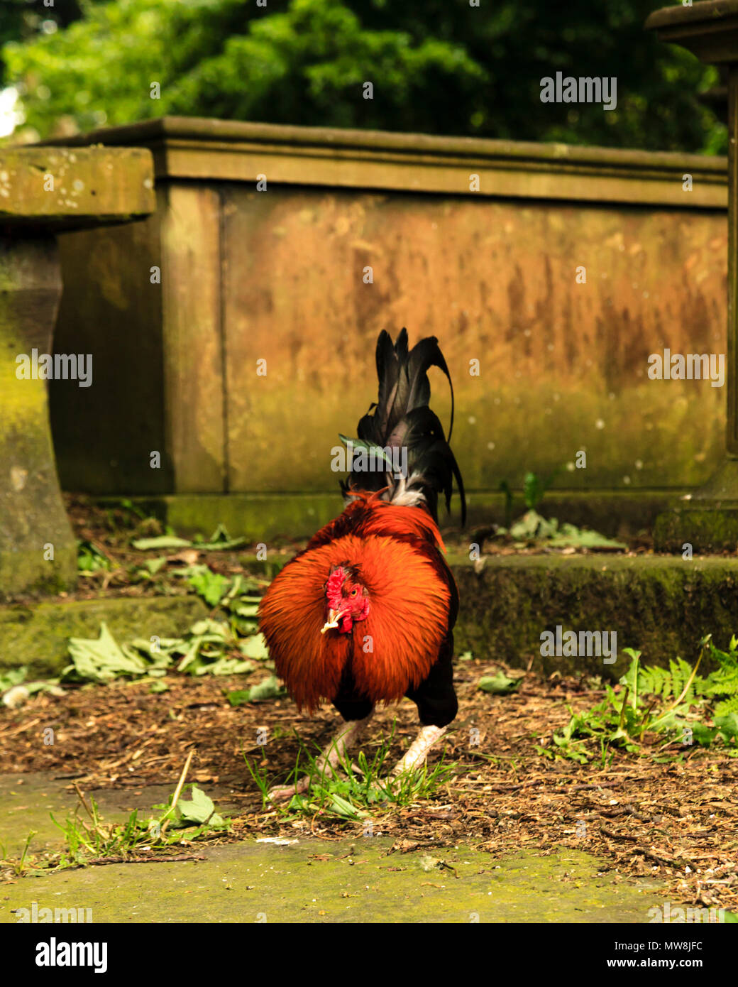 Hahn roaming rund um den Kirchhof von St. Michael und alle Engel' Kirche, Haworth, West Yorkshire Stockfoto