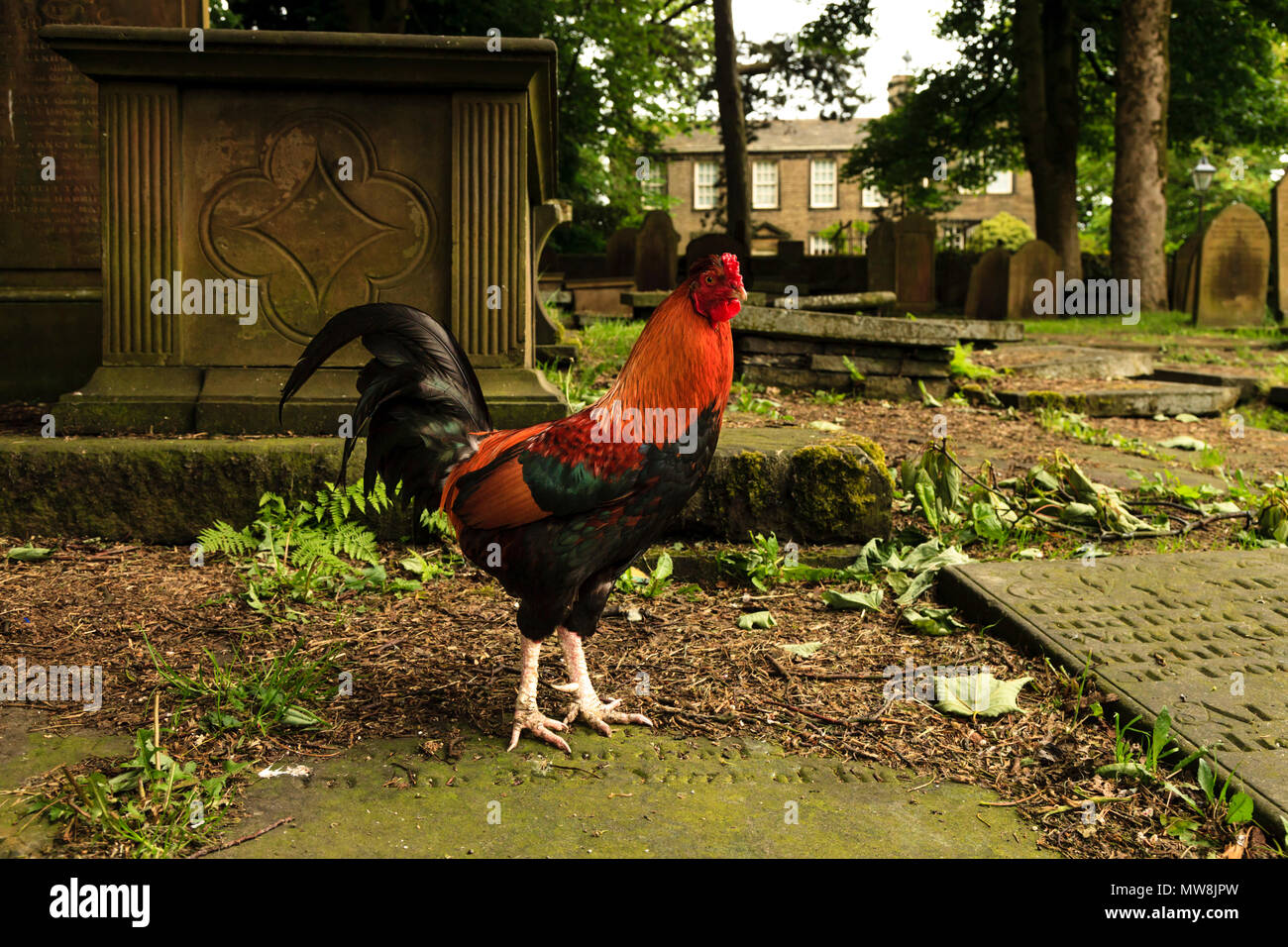 Hahn roaming rund um den Kirchhof von St. Michael und alle Engel' Kirche, Haworth, West Yorkshire Stockfoto