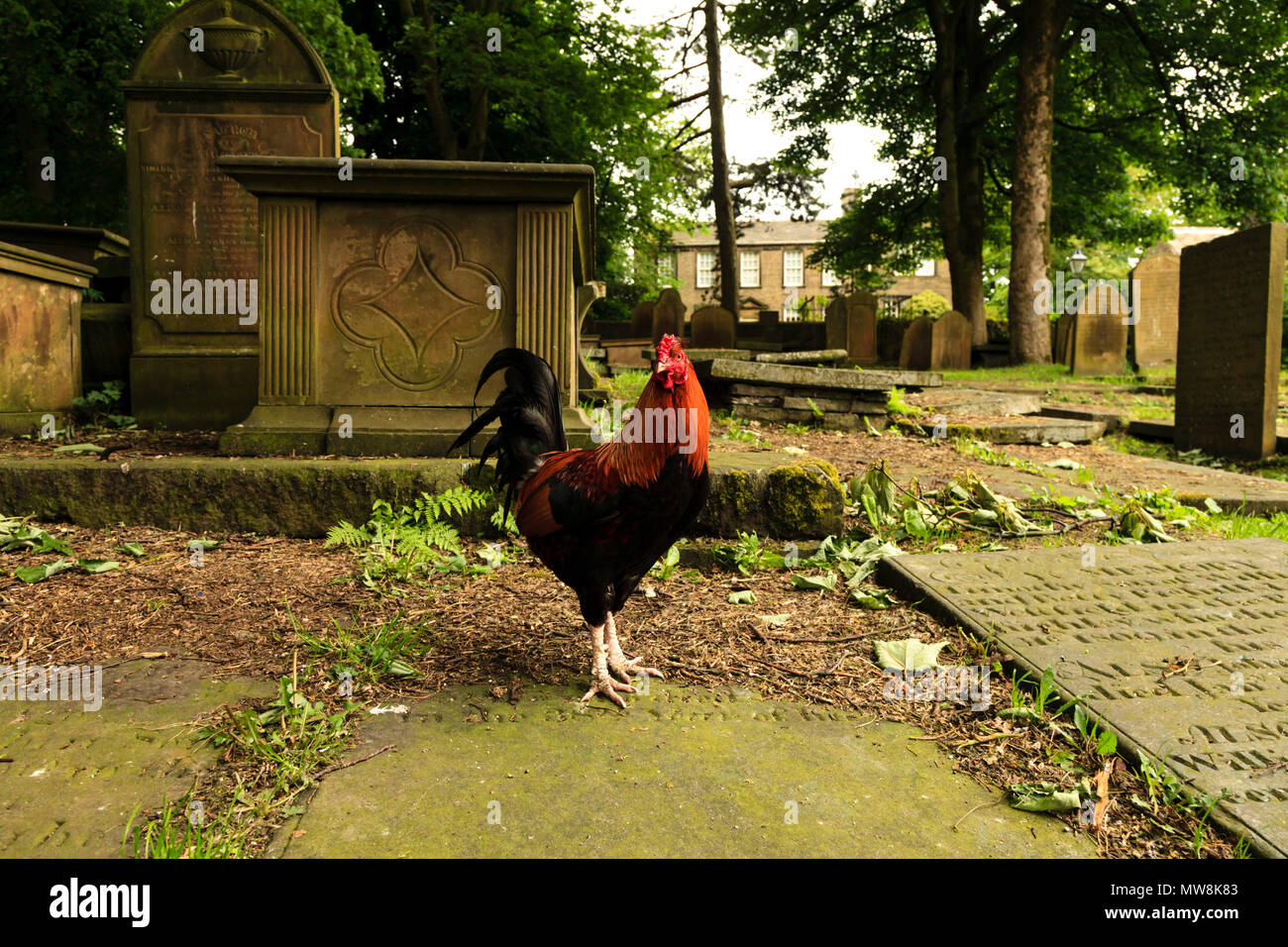 Hahn roaming rund um den Kirchhof von St. Michael und alle Engel' Kirche, Haworth, West Yorkshire Stockfoto