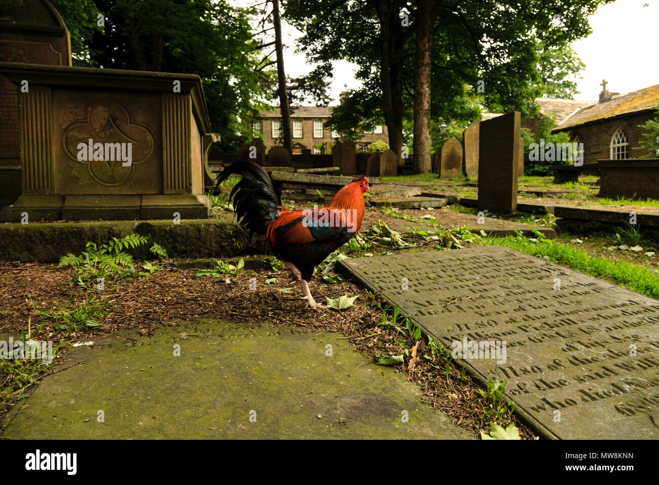 Hahn roaming rund um den Kirchhof von St. Michael und alle Engel' Kirche, Haworth, West Yorkshire Stockfoto