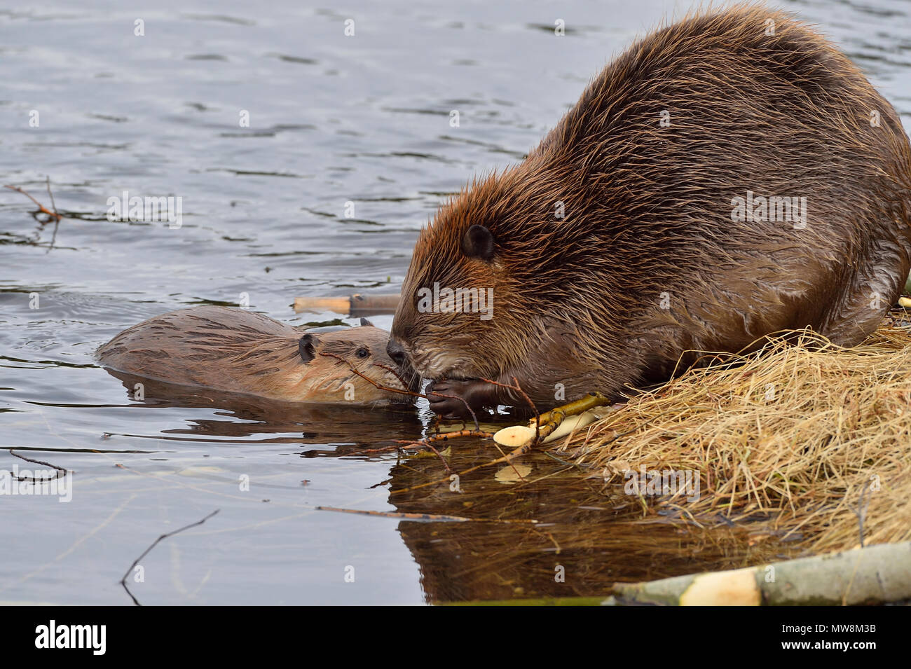 Eine Mutter Biber (Castor Canadensis); zeigen Sie Ihr junges Baby Biber was am Ufer des Maxwell See in Hinton Alberta Kanada zum Knabbern. Stockfoto