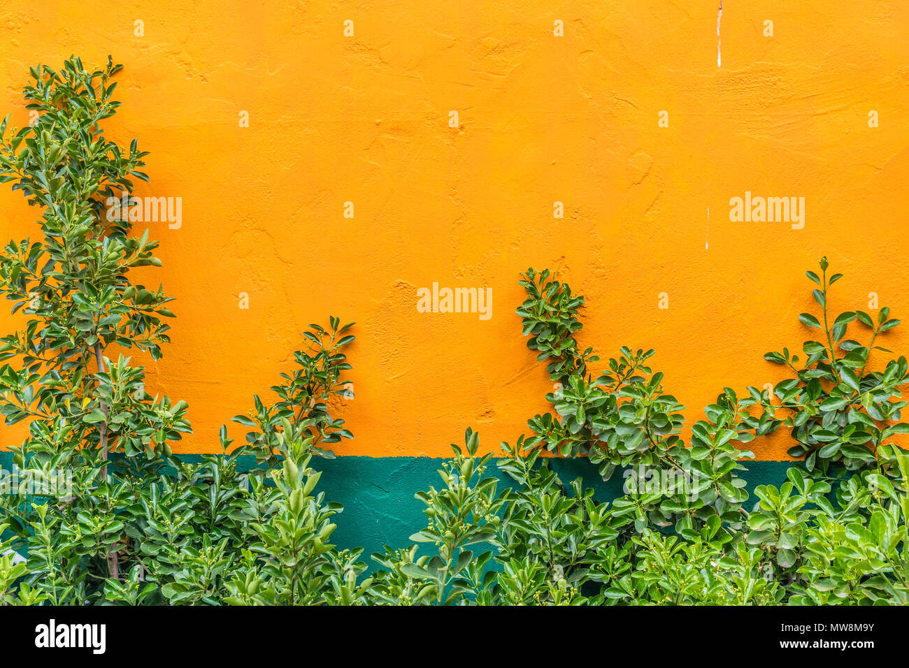 Eine Wand von der Seite eines Gebäudes in Madrid, New Mexiko ist mit der secondary Grundfarben Orange- und Grüntönen gehalten und über eine grüne klettern Bush ag Stockfoto