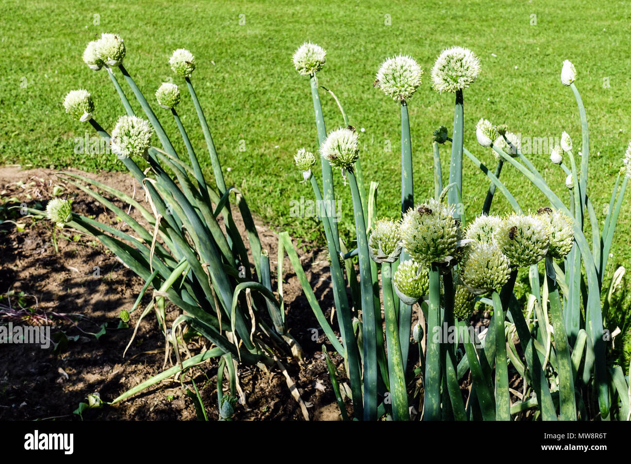 Allium fistulosum, walisische Zwiebel, Buntzwiebel, lange grüne Zwiebel, Gemüsegarten, die Gemüse anbauen Stockfoto