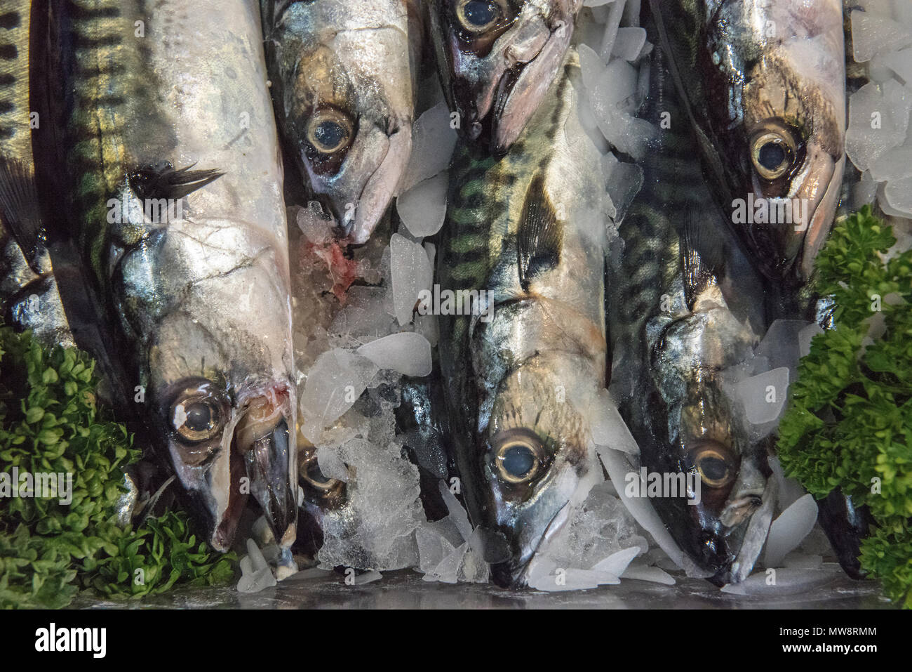 Frisch Makrele auf Anzeige gefangen auf einem fischhändler am Borough Market in London ausgeht. frischen Fisch gesund essen und gut für das Herz. Fettarm. Stockfoto