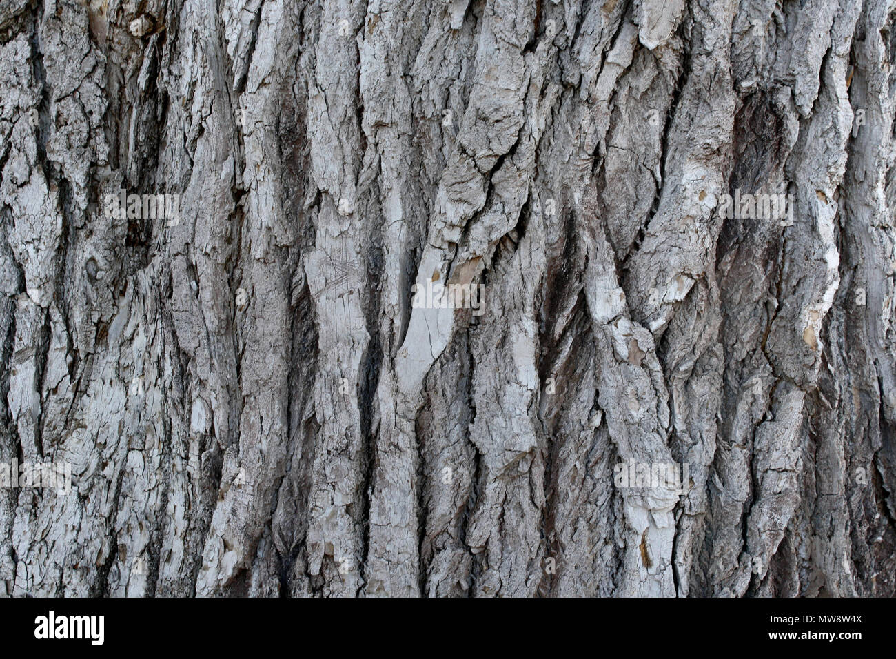 Gerippte Rinde eines Baumes, natürlichen Hintergrund Rinde eines alten Baumes. Stockfoto