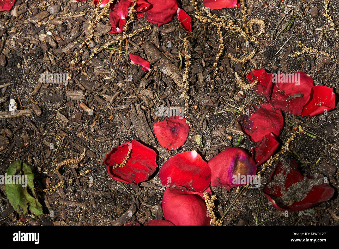 Rote Blütenblätter auf Schmutz und Samen und Blätter Stockfoto