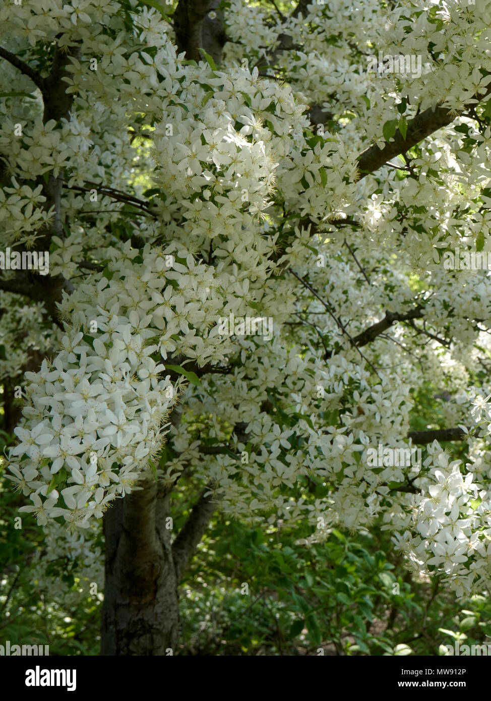 Frühling in Chicago Stockfoto