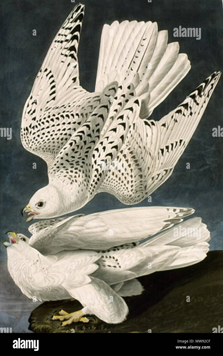 . Falco rusticolus 63 Audubon - gyrfalcon Stockfoto
