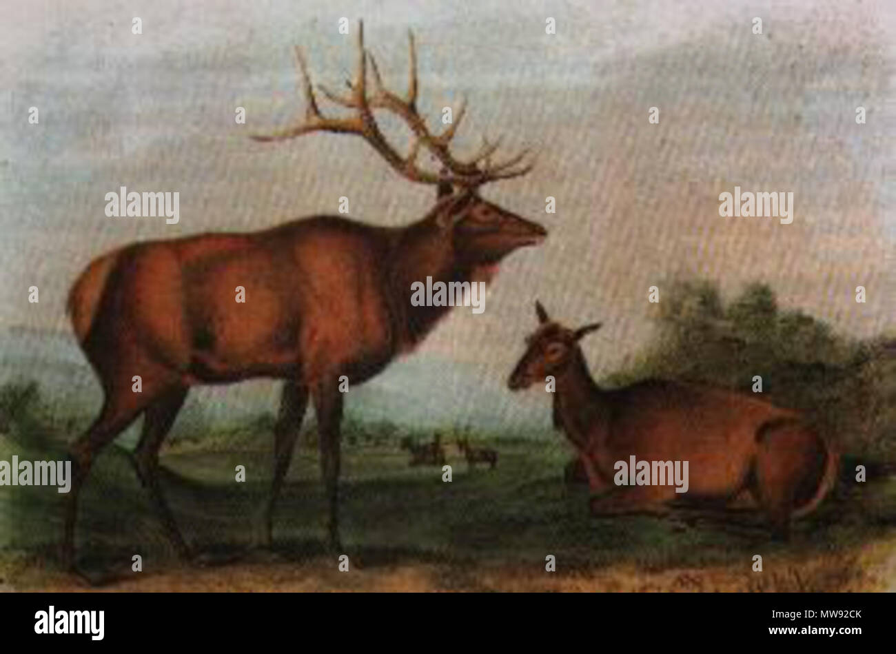 . Abbildung der ausgestorbenen Rotwild Unterarten Cervus canadensis Canadensis. 1847. John James Audubon 63 Audubon - östlich - elk Stockfoto