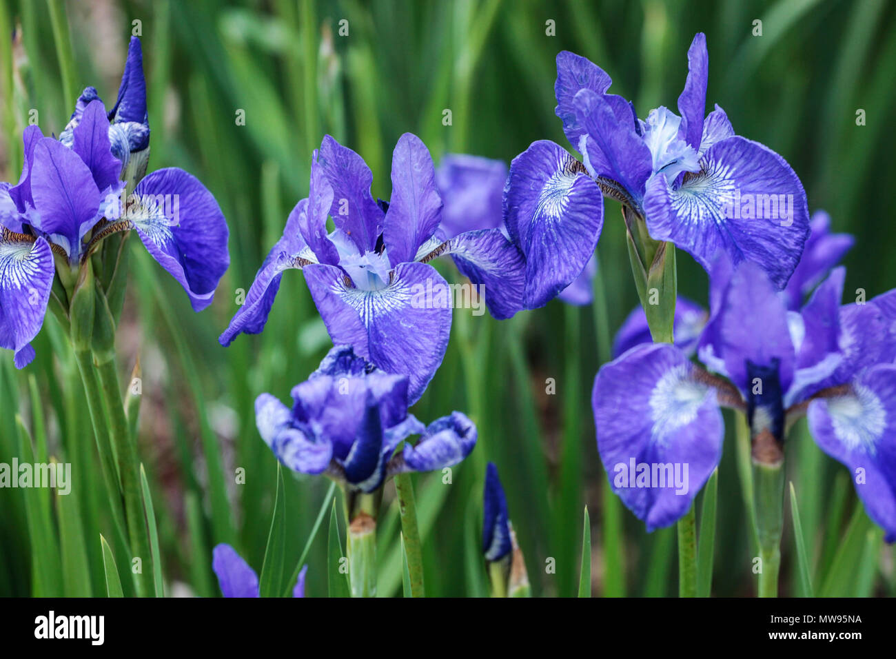 Sibirische Iris Iris pumila 'Grand Junction", Iris, Iris Blume blau Stockfoto