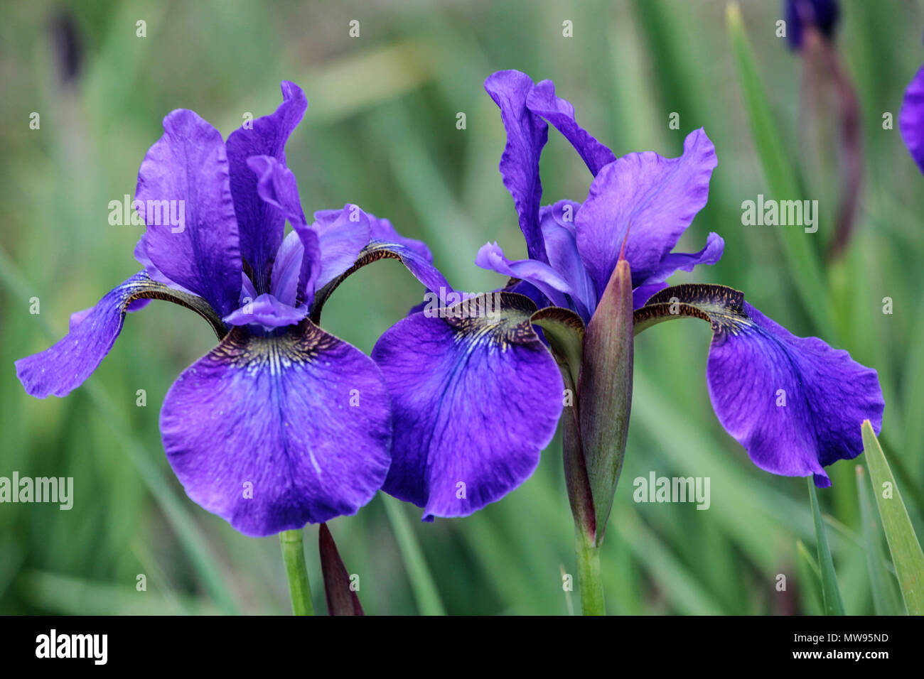 Sibirische Iris sibirica "Grand Junction", Irisblüte, Iris Blume blau Stockfoto