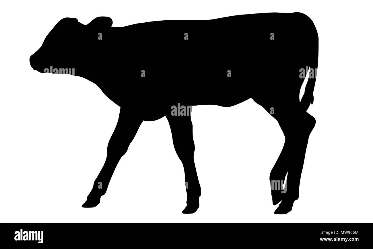 Kalb silhouette isoliert auf weißem Stockfoto