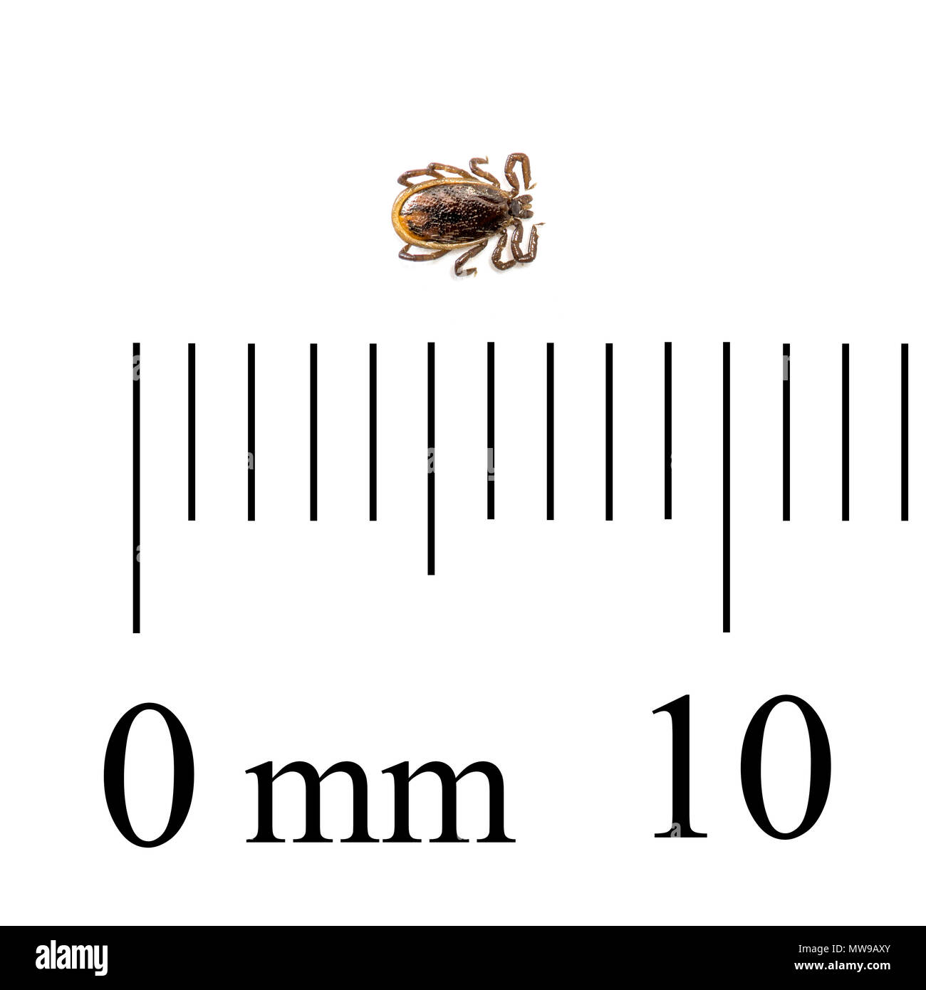 Makro Foto mit Lineal für die Skala der erwachsenen männlichen deer Tick oder Schwarz-legged Zecke (Ixodes scapularis). Stockfoto
