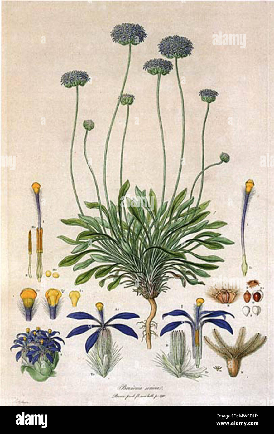 . Dies ist ein Scan der Platte 10 von Ferdinand Bauer Illustrationes Florae Novae Hollandiae. Die Anlage ist Brunonia australis (blauer Kissenförmiger), dann als Brunonia sericea. Anfang des 19. Jahrhunderts. Ferdinand Bauer (1760-1826) 102 Brunonia australis-Bauer Stockfoto