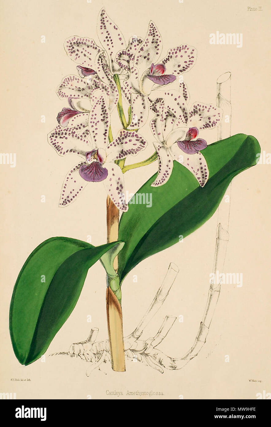 . Abbildung: Cattleya amethystoglossa. zwischen 1862 und 1865. Walter Hood Fitch (1817-1892), Illustrator, Robert Warner (1814-1896) und Benjamin Samuel Williams (1822-1890) Editoren 119 Cattleya amethystoglossa-Warner, Williams - Wählen Sie Orch. Anlagen 1, PL. 2 (1862-1865) Stockfoto