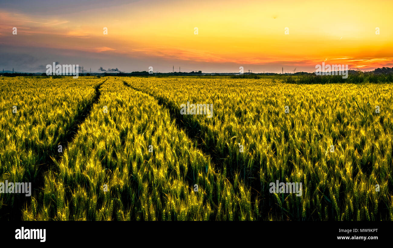 Spuren von traktorreifen durch ein Weizenfeld in der Dämmerung Tage. Die Spuren führen zu einem Werk, das in der Ferne zu sehen ist, und schönen Sonnenuntergang. Stockfoto