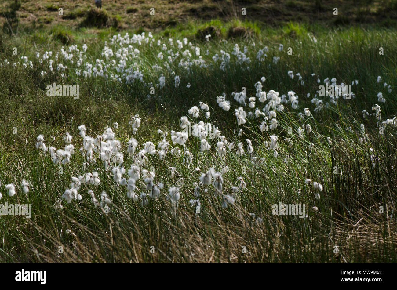 Eriophorum angustifolium, Wollgras, gemeinsame cottonsedge, Baumwolle, Brunsummerheide mehrere Wander, Limburg Moor, Niederlande Stockfoto