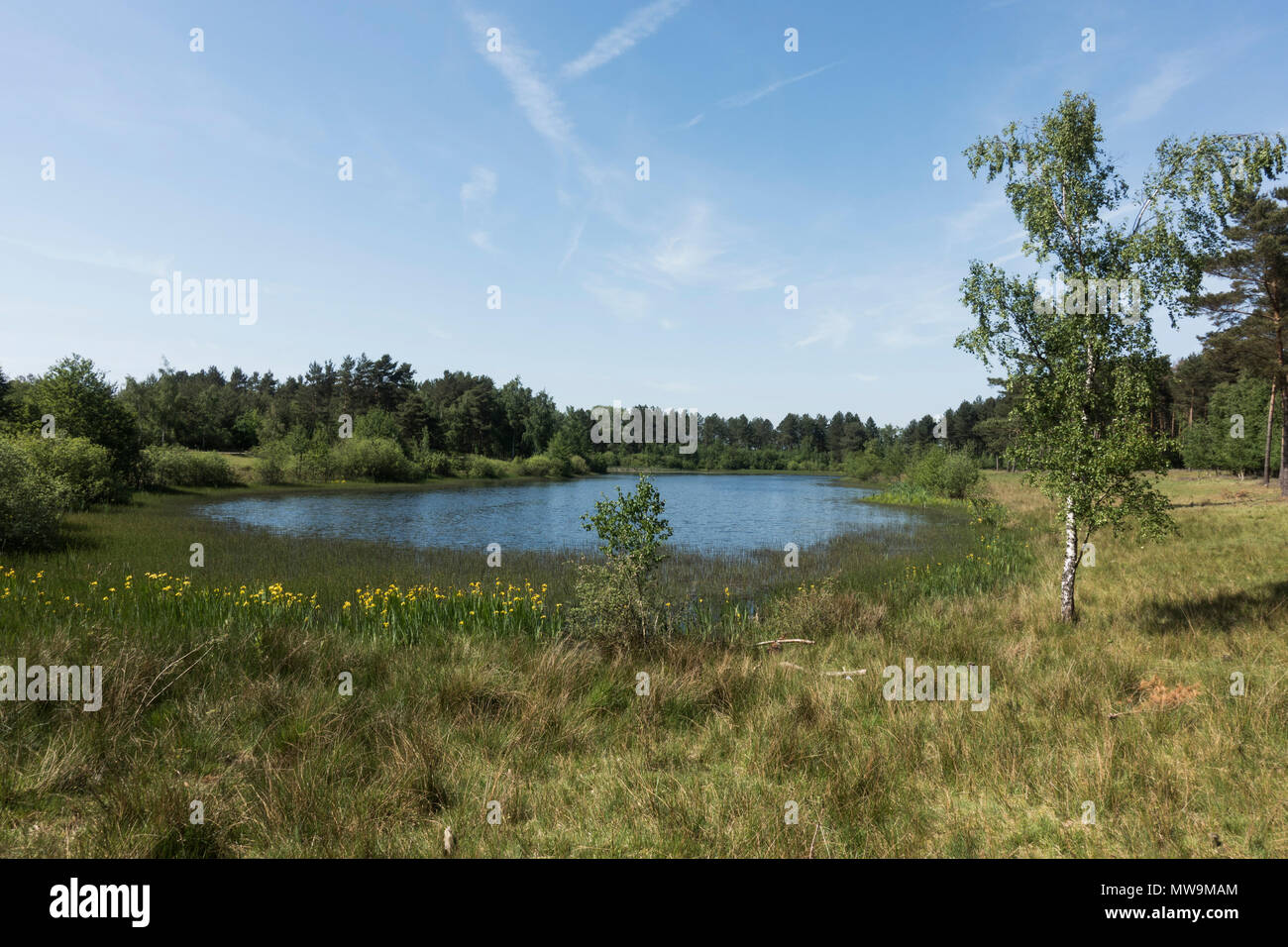 Landschaft von Tevener Teverener Heide, Heide, Heide, Naturpark, Schinveld-Brunssum, Niederlande, Gangelt, Deutschland Stockfoto