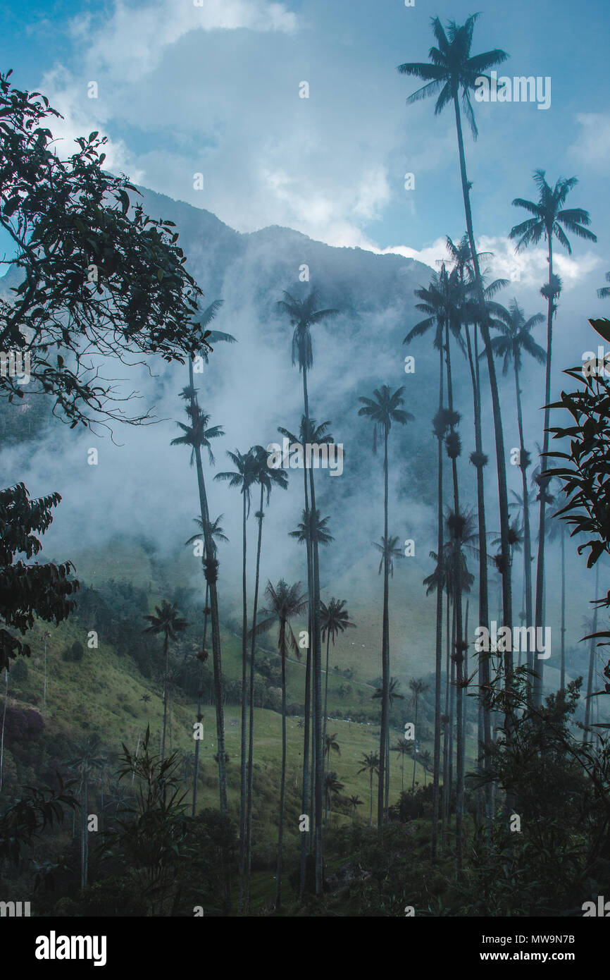 Ansichten der höchsten Palmen der Welt in das Valle de Cocora, in der Nähe von Salento, einem der Kolumbien touristische Hotspots Stockfoto