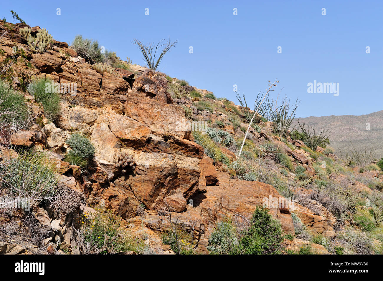 Monzogranite rock mit Aplitic Vene, coole Canyon, Anza-Borrego State Park, CA 100327 35203 Stockfoto