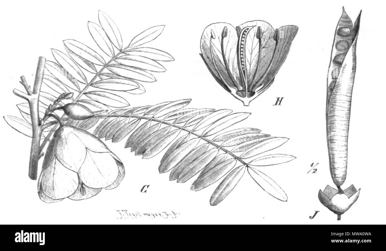 . Abbildung aus dem Buch. 1891. Paul Hermann Wilhelm Taubert (1862-1897) 107 Cadia purpurea Taub 101c Stockfoto