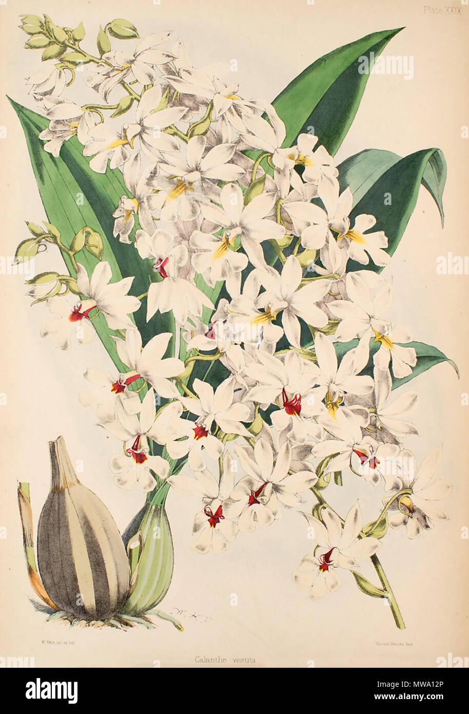. Abbildung: Calanthe vestita. zwischen 1862 und 1865. Walter Hood Fitch (1817-1892), Illustrator, Robert Warner (1814-1896) und Benjamin Samuel Williams (1822-1890) Editoren 108 Calanthe vestita - Warner, Williams - Wählen Sie Orch. Anlagen 1, PL. 29 (1862-1865) Stockfoto