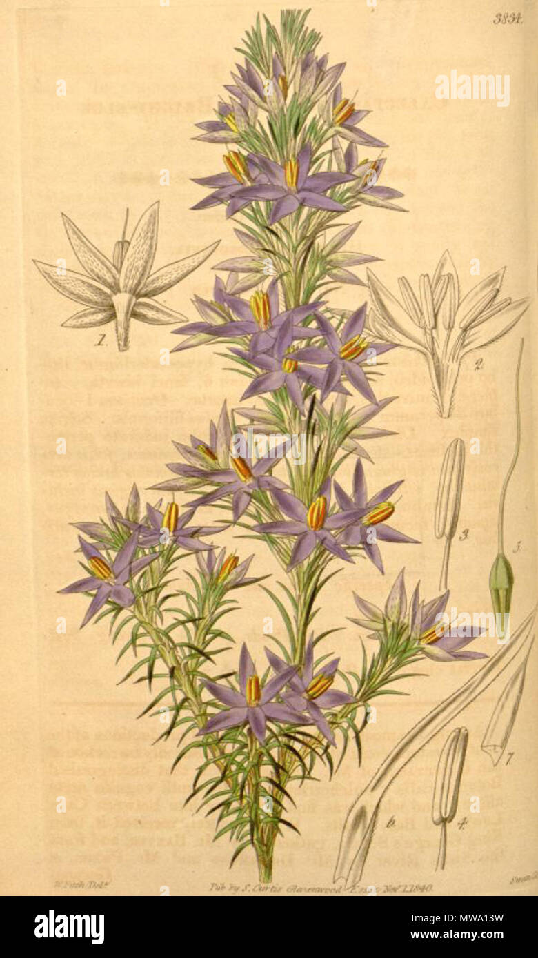 . Abbildung: Calectasia cyanea. 1841. (1785-1865) 108 Calectasia cyanea Stockfoto