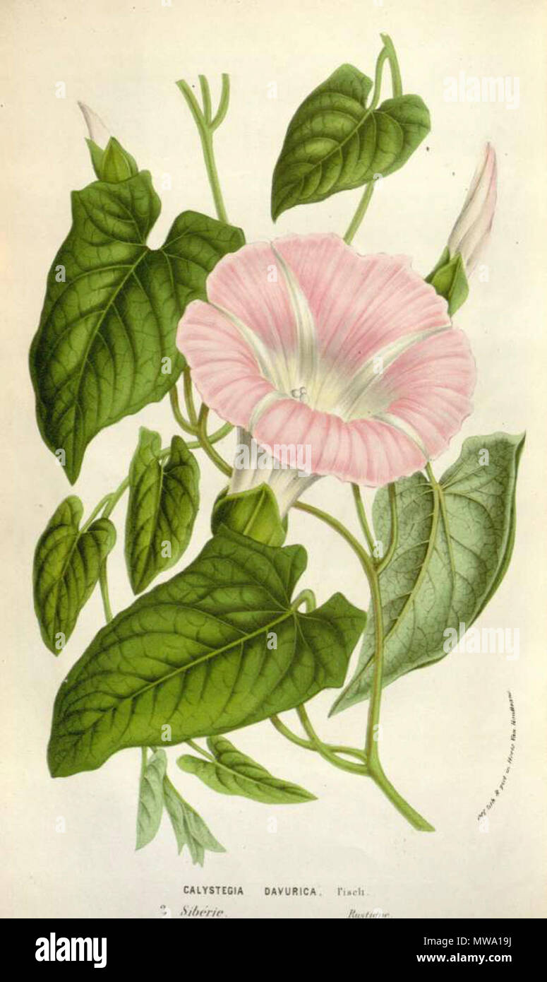 . Englisch: Calystegia sepium Subsp californica, wie Calystegia dahurica. 4. November 2011. L. Van Houtte, 109 Calystegia sepium subsp Californica Stockfoto