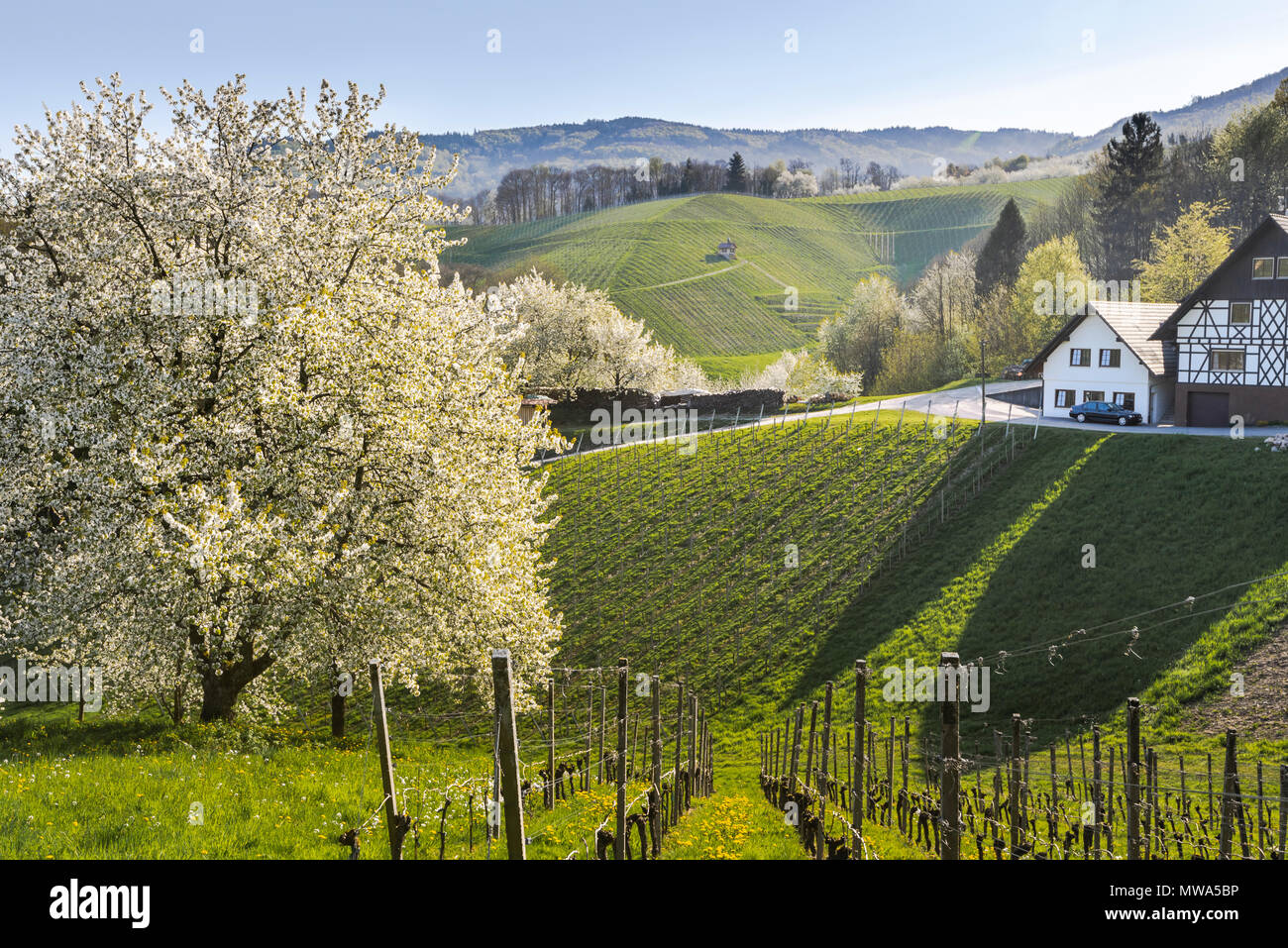 Frühling in den Ausläufern des Schwarzwaldes, Kurort, Sasbachwalden, Deutschland, Weinberg und blühende Obstbäume, Schwarzwälder Kirschwasser Bäume Stockfoto