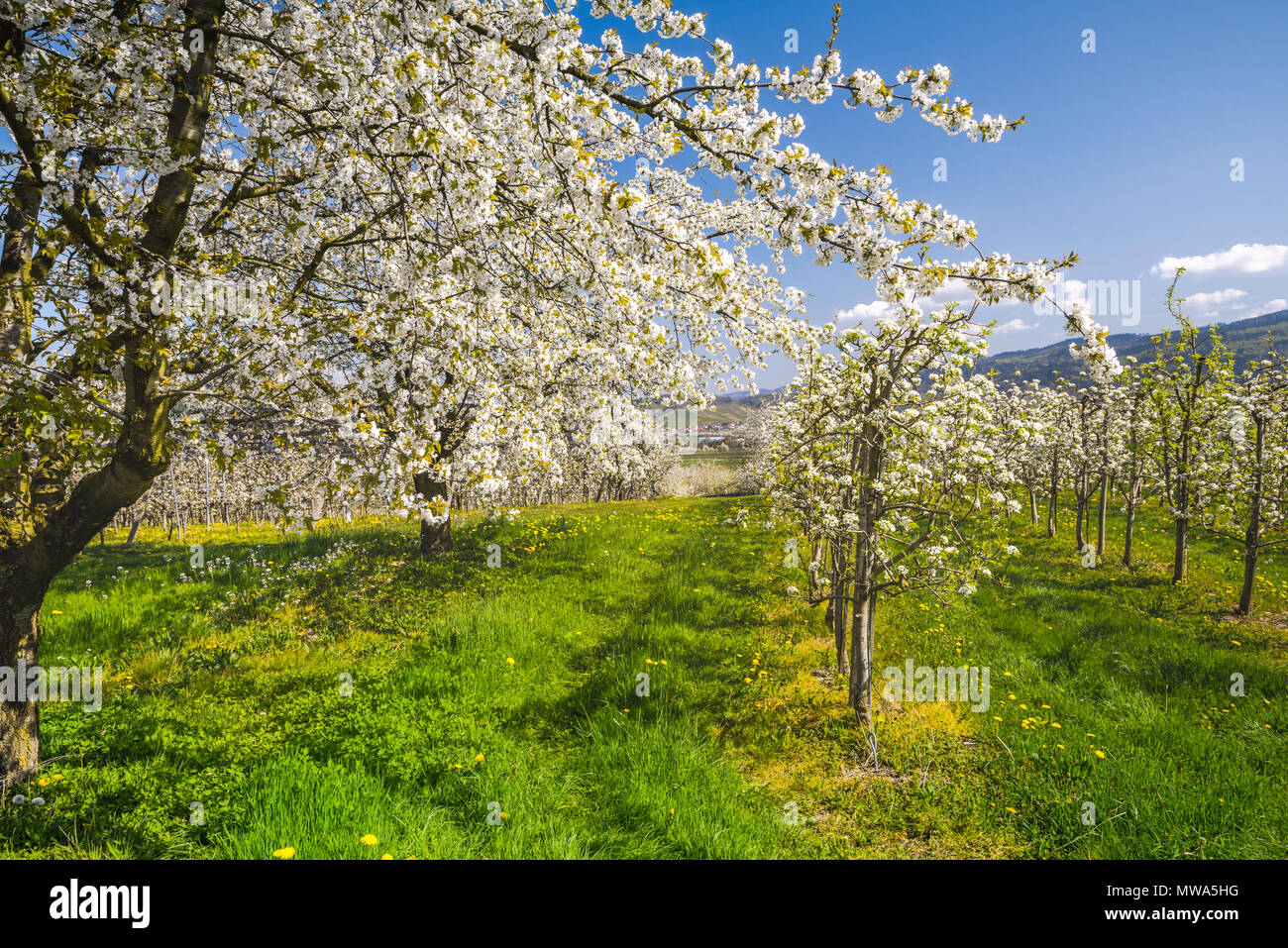 Obstgarten mit blühenden Kirschbäumen, in der Nähe von Oberkirch, Deutschland, kulturelle Landschaft am Fuße des Schwarzwalds im Frühling Stockfoto