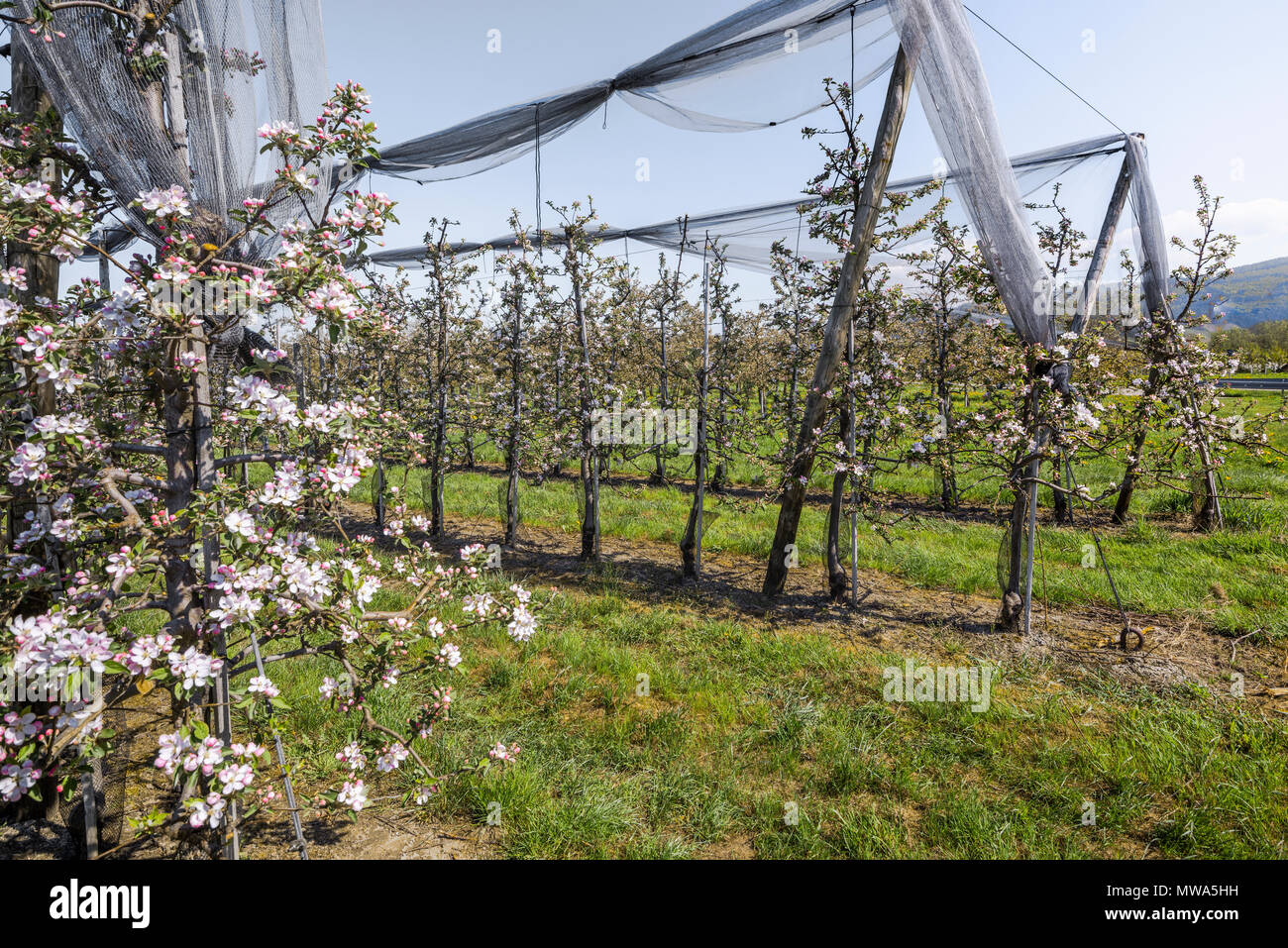 Blühende Apfelplantage in der Nähe von Oberkirch, Deutschland, Kulturlandschaft mit Obstgarten am Fuße des Schwarzwaldes im Frühling Stockfoto