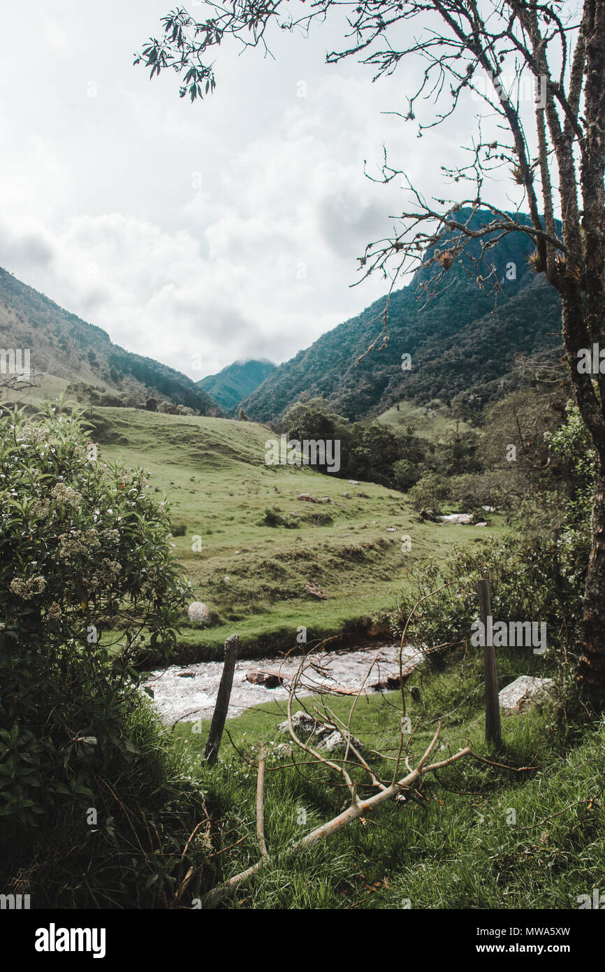 Die beliebte Wanderung durch Cocora Tal im Salento, Kolumbien, dem höchsten Palmen in die Welt zu sehen Stockfoto