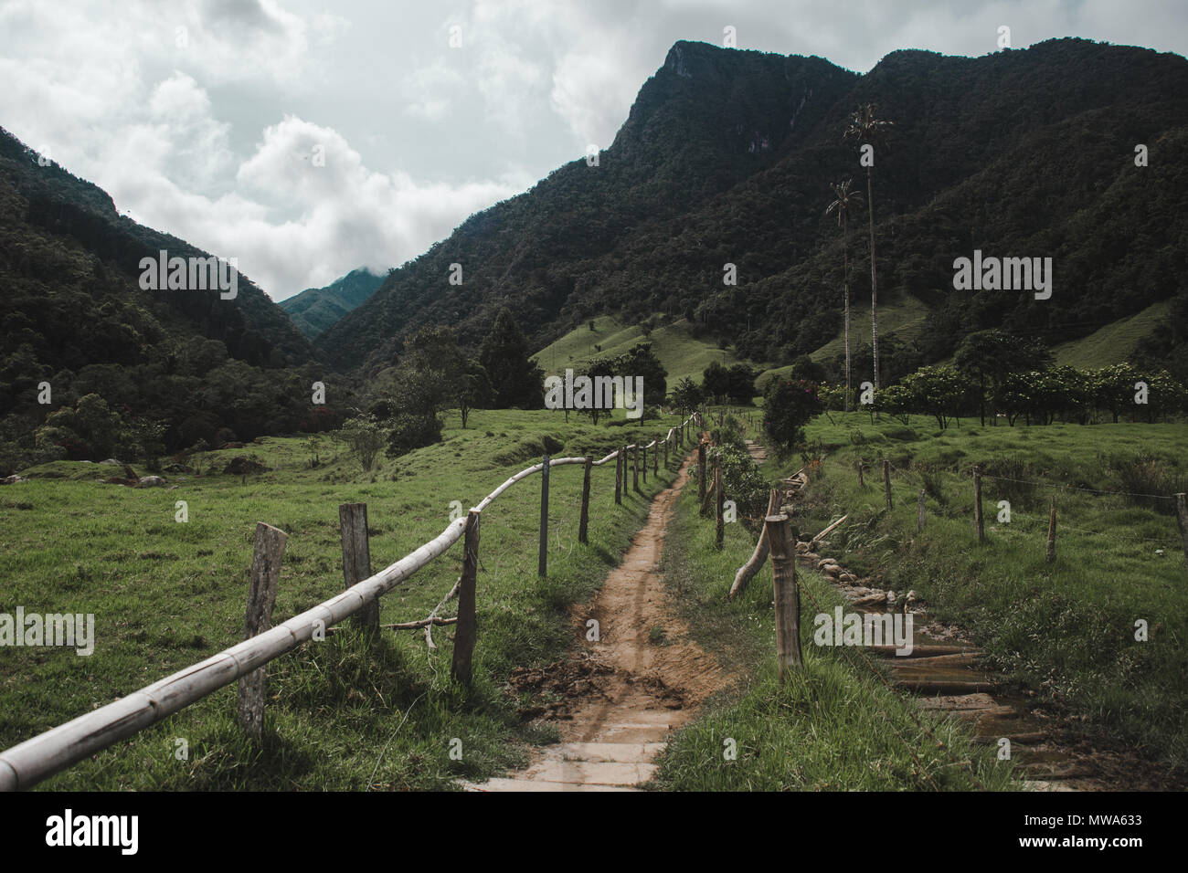 Die beliebte Wanderung durch Cocora Tal im Salento, Kolumbien, dem höchsten Palmen in die Welt zu sehen Stockfoto