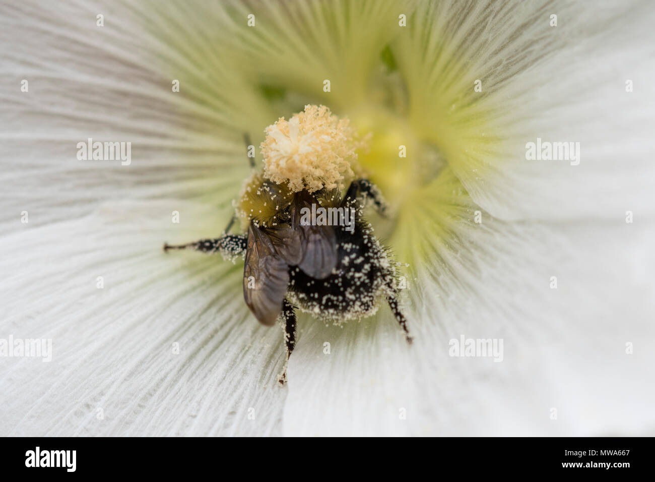 Hummel suchen nach Nektar und Pollen in Garden Flower, Greater Sudbury, Ontario, Kanada Stockfoto