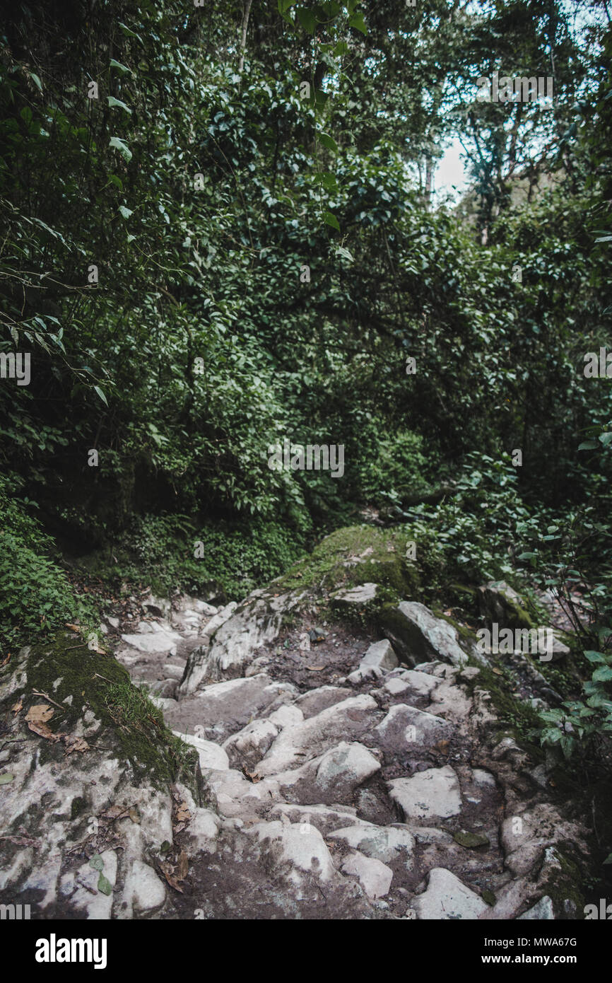 Steilen Trail der beliebten touristischen Wanderung durch die cocora Tal im Salento, Kolumbien Stockfoto