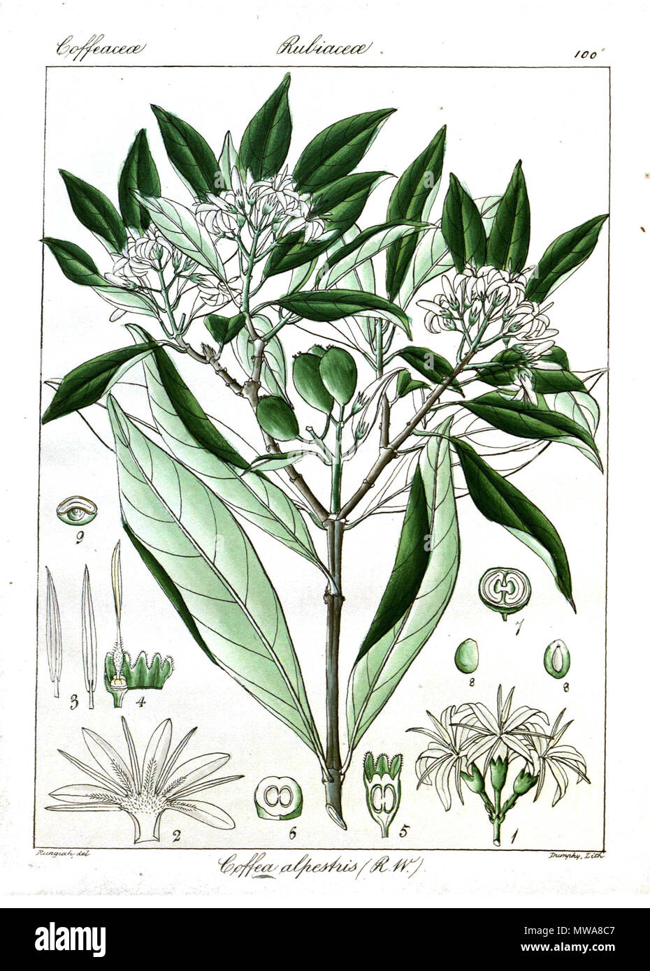 . Englisch: Coffea alpestris. 1851. Kunst: Rungiah; Text: Robert Wight 137 Coffea alpestris Rungiah Stockfoto