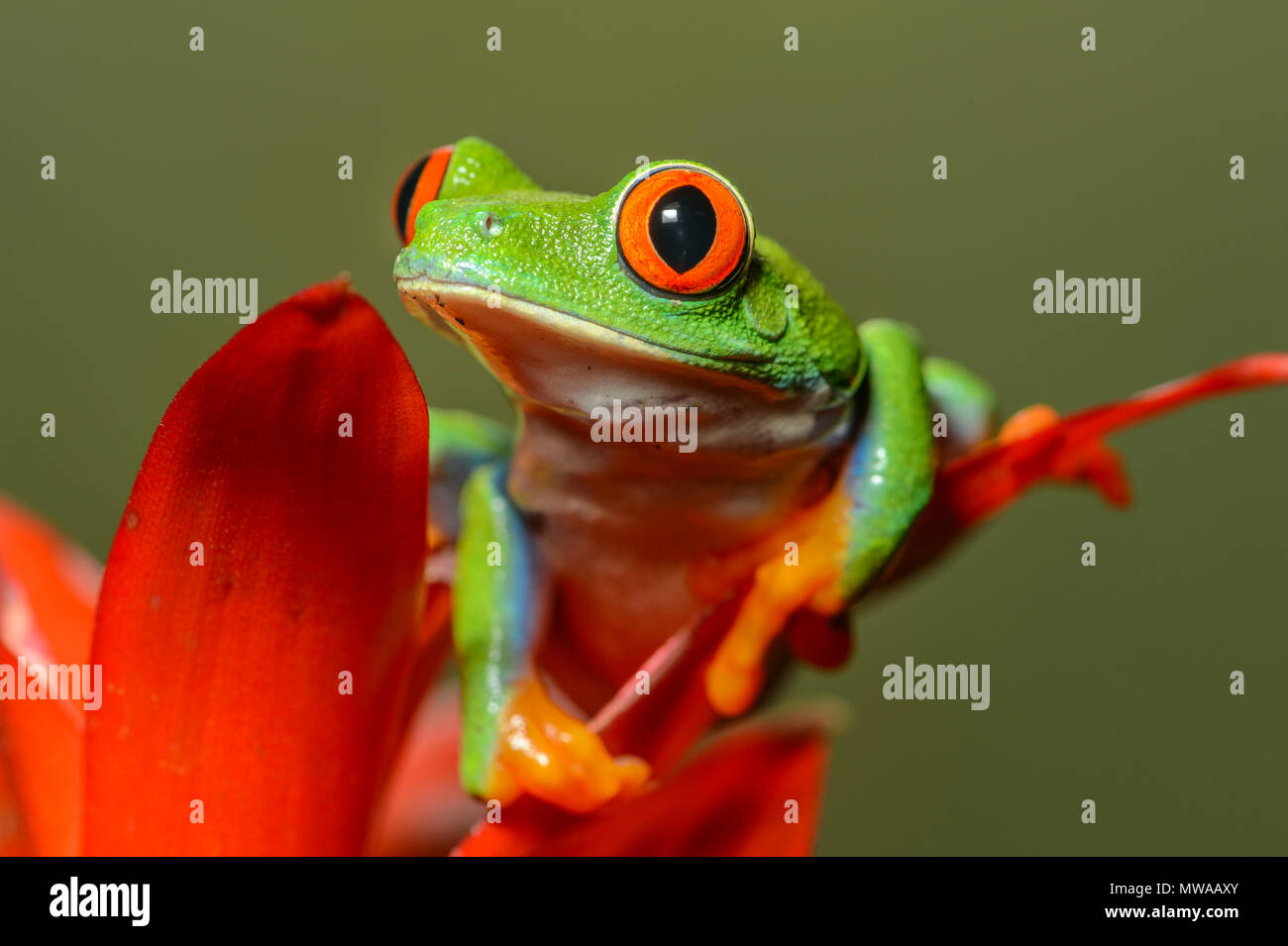 Red-eyed Tree Frog (Agalychnis callidryas), Captive, Reptilien Reptilien Zoo, Vaughan, Ontario, Kanada Stockfoto