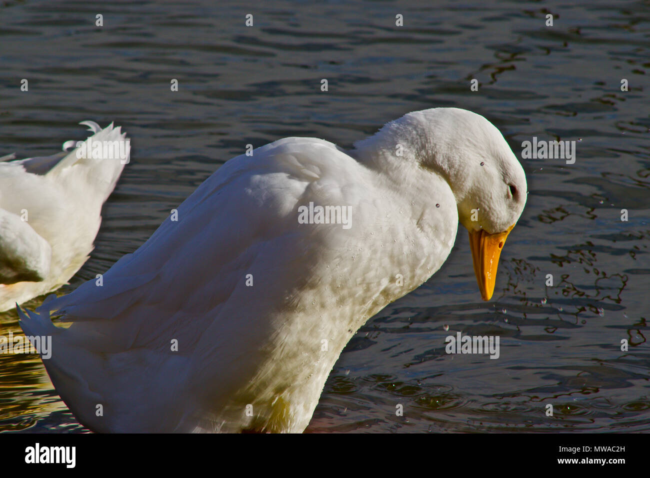 Zahme Enten bei Lindsey City Park, Canyon, Texas Stockfoto