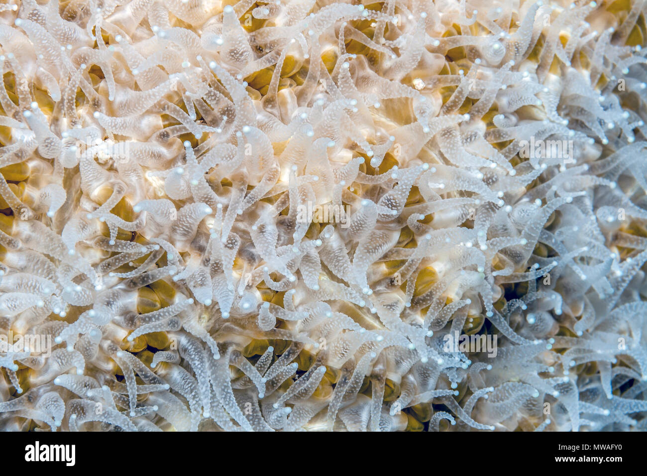 Colpophyllia Natans, Boulder Hirnkoralle und große gerillt Hirnkoralle genannt ist eine Art von Stony Coral finden vor allem in der Karibik Stockfoto