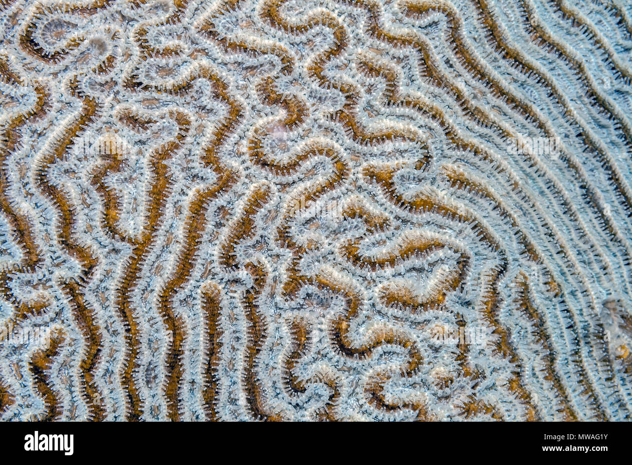 Colpophyllia Natans, Boulder Hirnkoralle und große gerillt Hirnkoralle genannt ist eine Art von Stony Coral finden vor allem in der Karibik Stockfoto