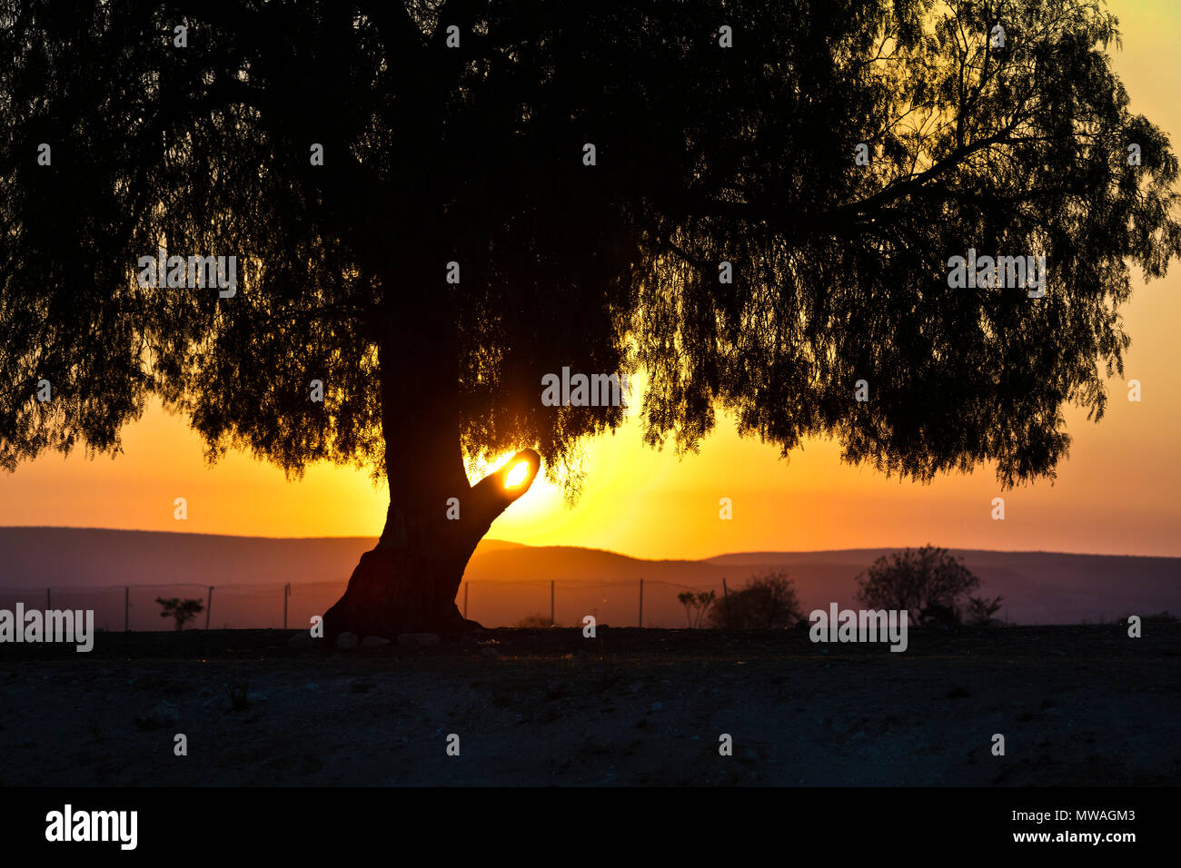Ein Sonnenuntergang Silhouetten einen prächtigen Baum - MINERAL DE POZOS, MEXIKO Stockfoto