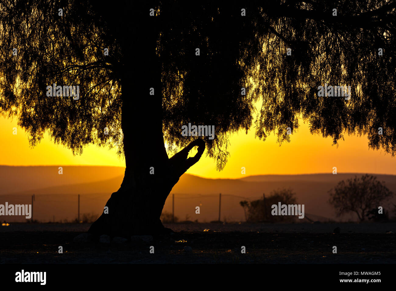 Ein Sonnenuntergang Silhouetten einen prächtigen Baum - MINERAL DE POZOS, MEXIKO Stockfoto