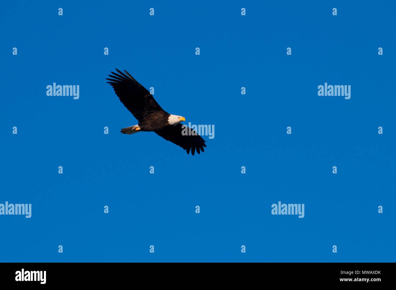 Weißkopfseeadler, Skagit River Weißkopfseeadler Naturraum, Washington Stockfoto