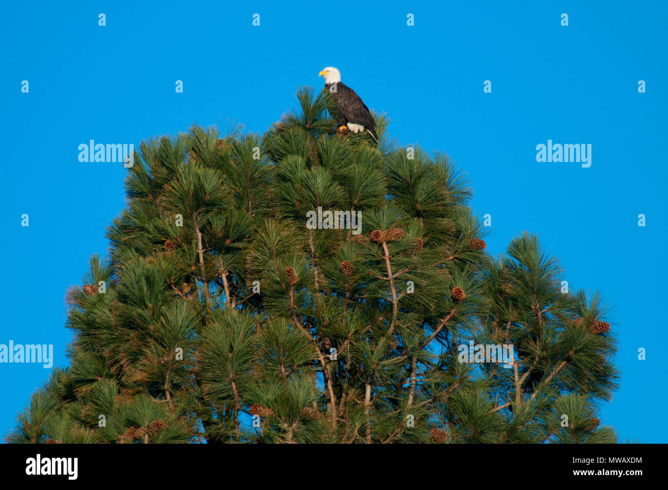 Der Weißkopfseeadler, Skagit River Weißkopfseeadler Naturraum, Washington Stockfoto