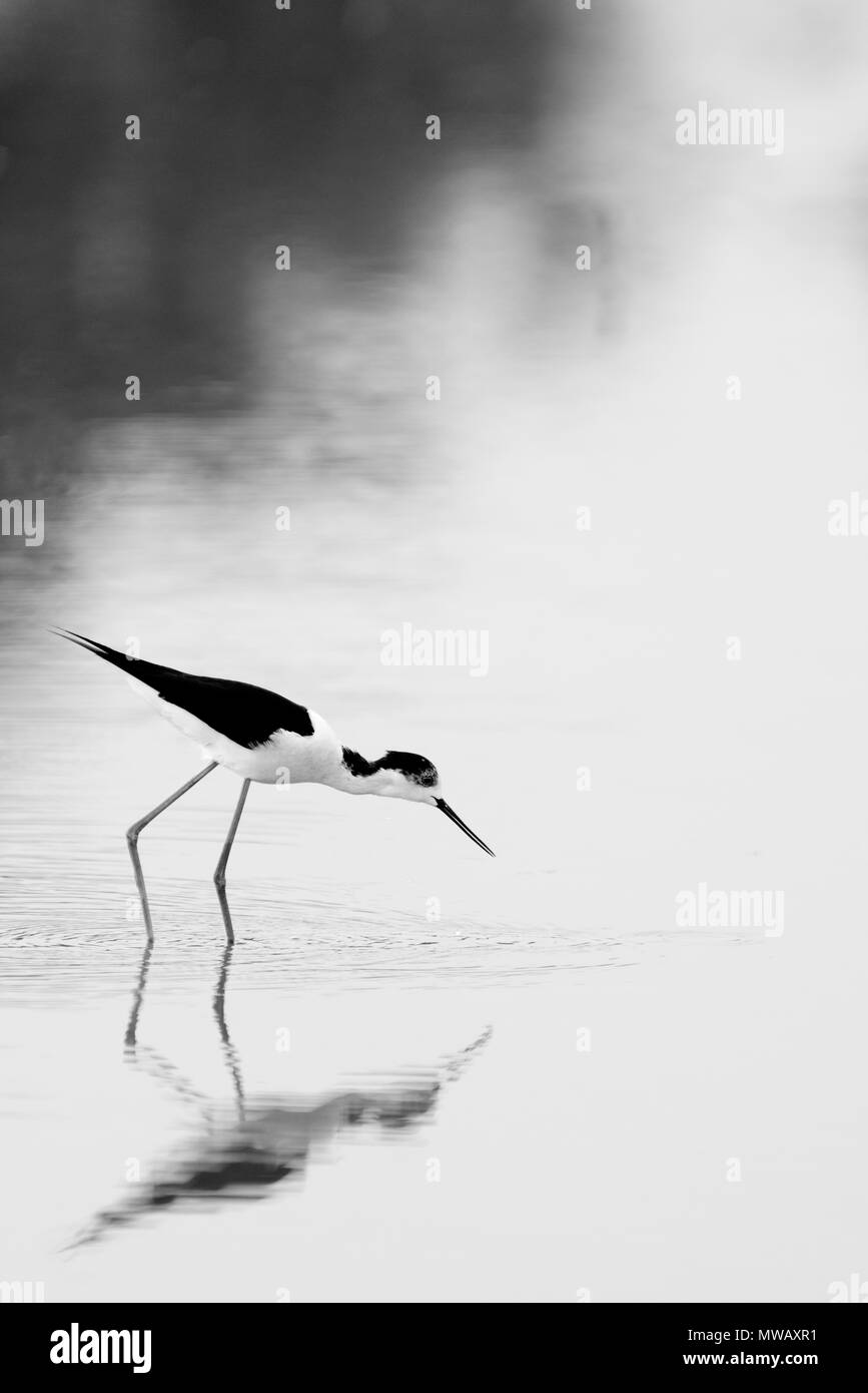 Schwarz - geflügelte Stelzenläufer Vogel Stockfoto