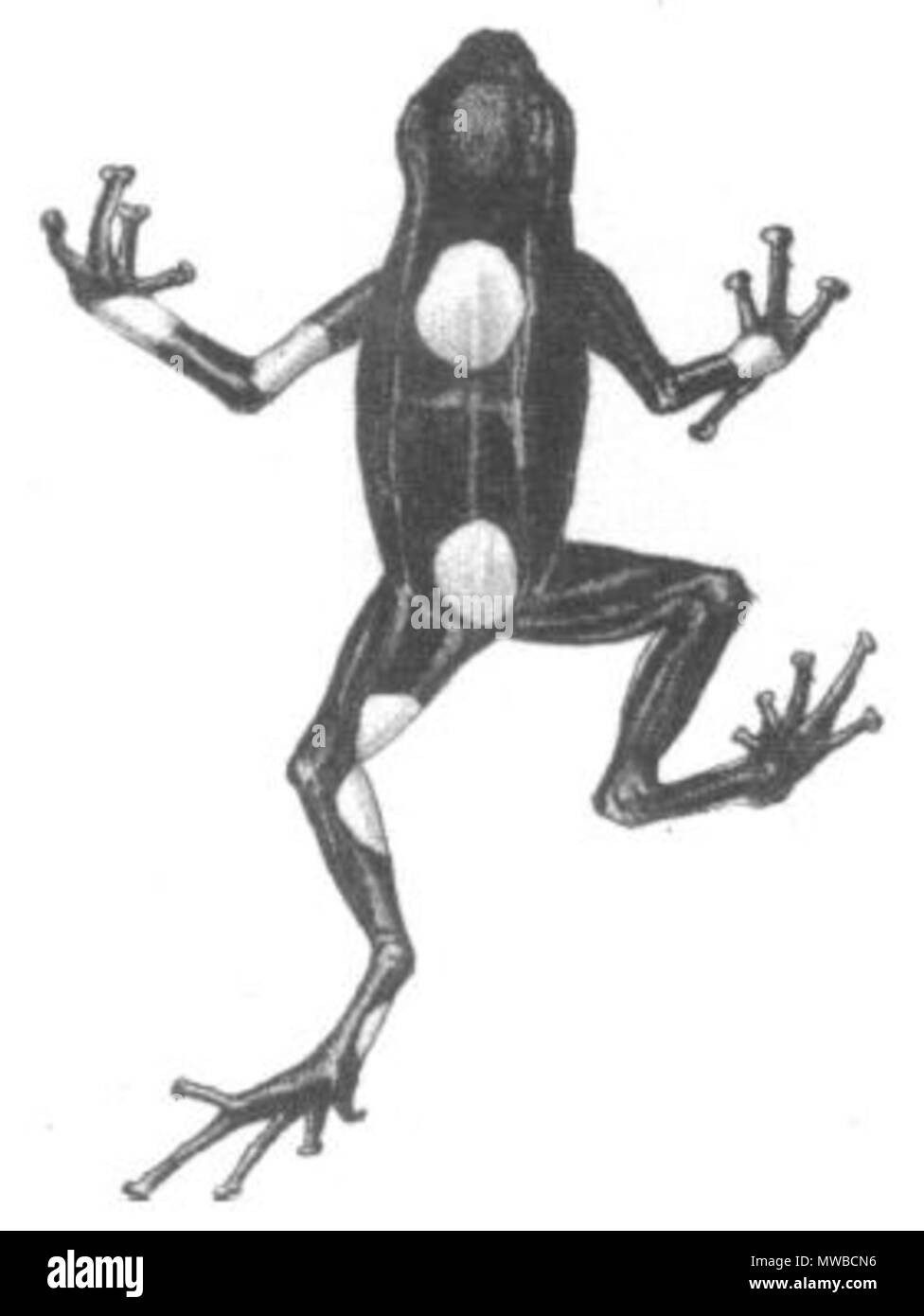. Français: Illustration faite par Berthold en 1846 d'une Dendrobates histrionicus, aujourd'hui appelée Oophaga Histrionica. 1846. Arnold Adolph Berthold 158 Dendrobates histrionicus (Berthold, 1846 a) Stockfoto